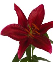 Burgundy Sumatra Oriental Lily
