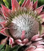 Pink King Protea
