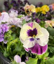 Assorted Japanese Pansies