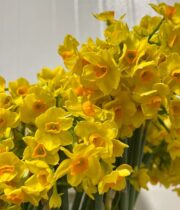 Yellow Paperwhite Daffodils