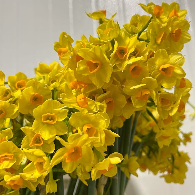 Wholesale Flowers | Yellow Paperwhite Daffodils | Fabulous Florals
