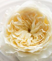 White Patience Garden Roses
