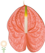 Peach Anthurium, Large