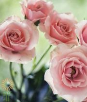 Pink Majolika Spray Roses