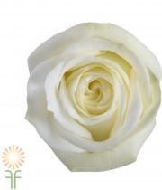 White Polo Roses