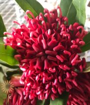 Red Waratah Protea