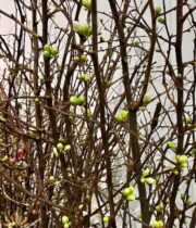 White Flowering Quince Branches