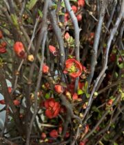 Red Flowering Quince Branches
