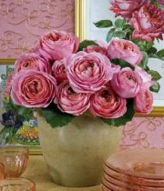 Pink Romantic Antike Garden Roses