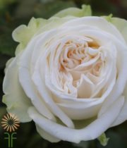 Cream Romeo Garden Roses