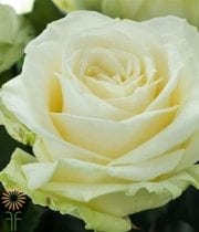 White Avalanche Roses