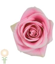 Pink Rosita Vendela Roses