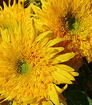Yellow Teddy Bear Sunflowers