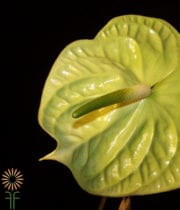 Green Anthurium, Large