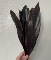 Black Ti Leaves
