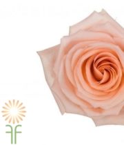 Peach Tiffany Roses