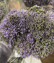 Lavender Trachelium