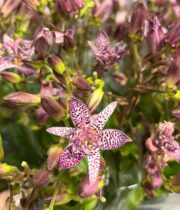 Lavender/Purple Tricyrtis Toad Lily