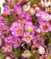 Pink Waxflower