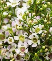 Wholesale Flowers | Waxflower