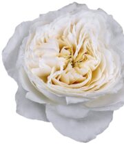 White Cloud Garden Roses