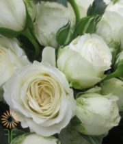 White Lace Garden Spray Roses