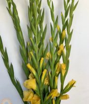 Yellow Gladiolus