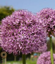 Purple Gigantum Allium