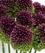 Wholesale Flowers Allium Bullit Purple