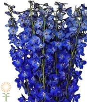 Dark Blue Belladonna Delphinium