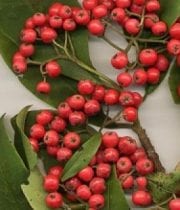 Red Cotoneaster
