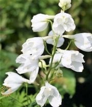 White Belladonna Delphinium