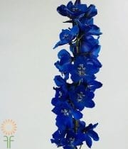Dark Blue Hybrid Delphinium