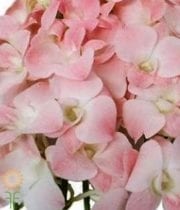 Pink Dendrobium Orchids
