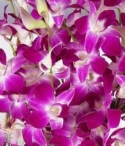Purple And White Bombay Dendrobium Orchids