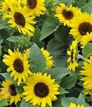 Yellow Sunflowers, Mini