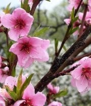 Pink Flowering Peach Branches