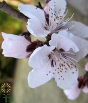 White Flowering Peach Branches