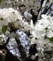 White Flowering Plum Branches