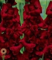 Burgundy Gladiolus