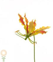Yellow Gloriosa Lily, Short