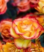 Yellow And Orange High&Intense Roses