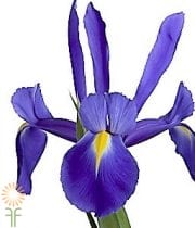 Dark Blue Iris