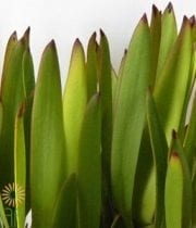 Green Leucadendron