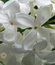 White Syringa Lilac