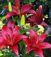 Red L.A. Hybrid Lily