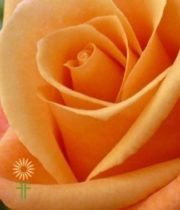 Orange Unique Roses