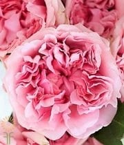 Light Pink Miranda Garden Roses