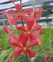 Red Mokara Orchids