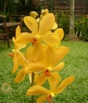 Yellow Mokara Orchids
